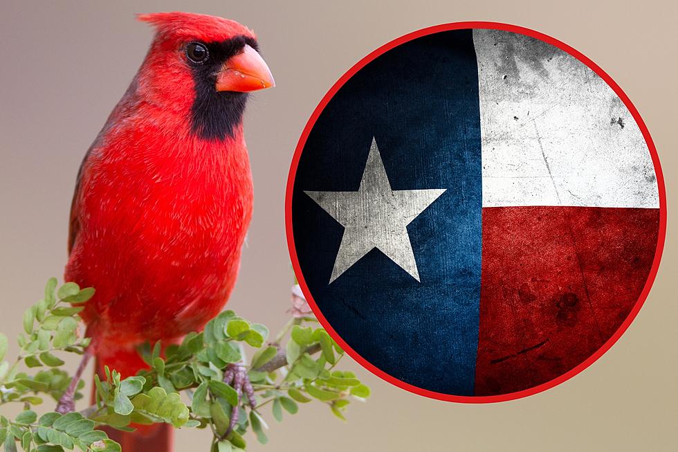 Does The Sight Of A Cardinal In Texas Mean A Loved One Is Near?