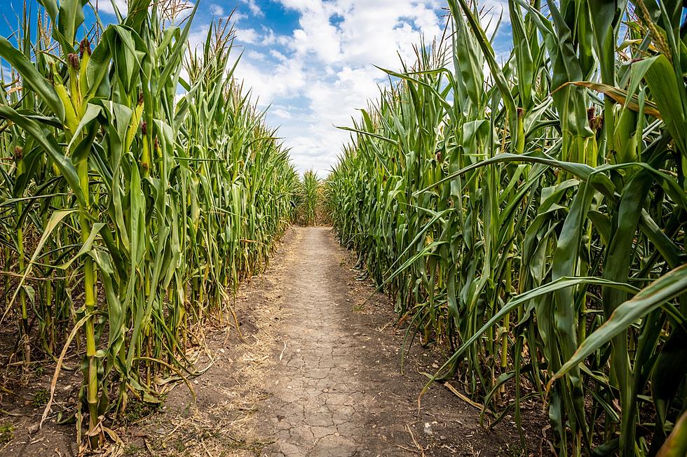 Step Into the Fall Spirit With These 5 Texas Corn Mazes