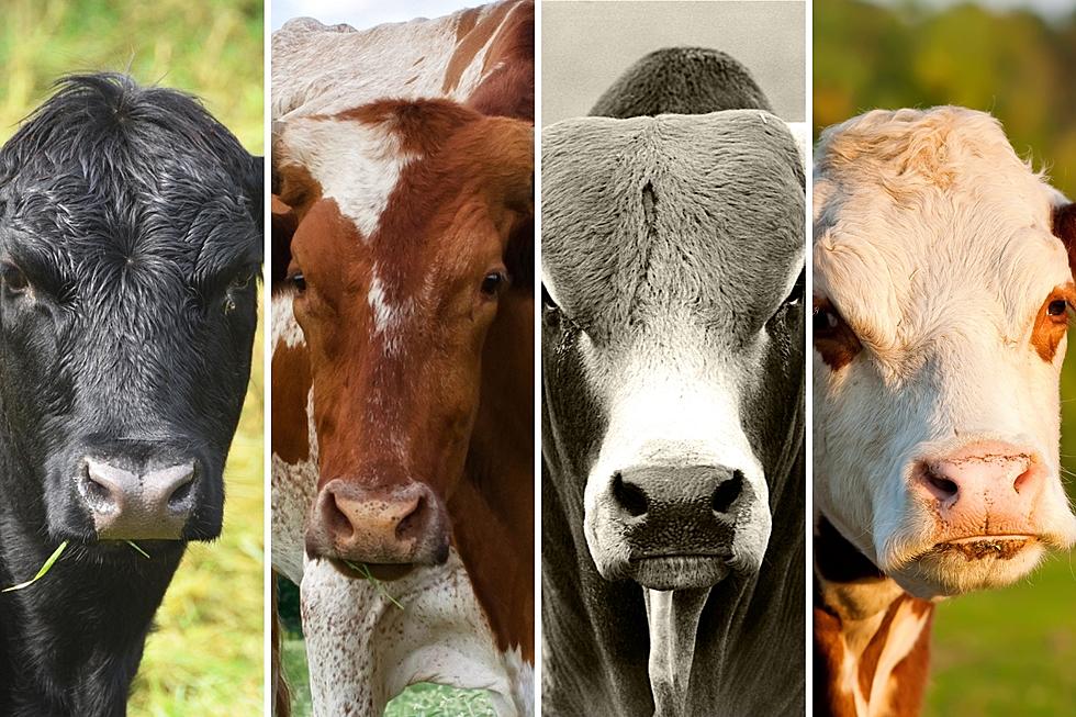 Discover the Magnificent Seven: A Guide To Texas Cattle Breeds