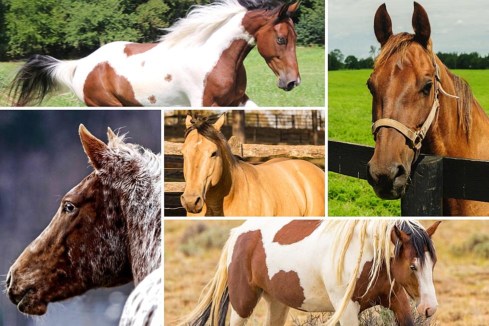 Texas Trotters: A Look At The State&#8217;s Top 5 Horse Breeds