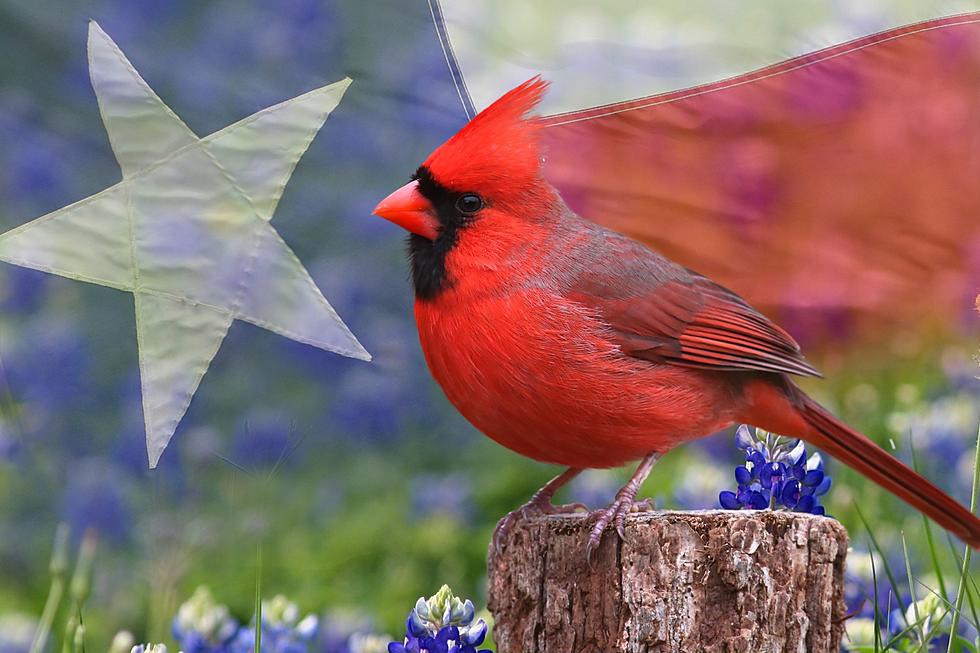 See A Cardinal? It Could Mean A Loved One Is Nearby
