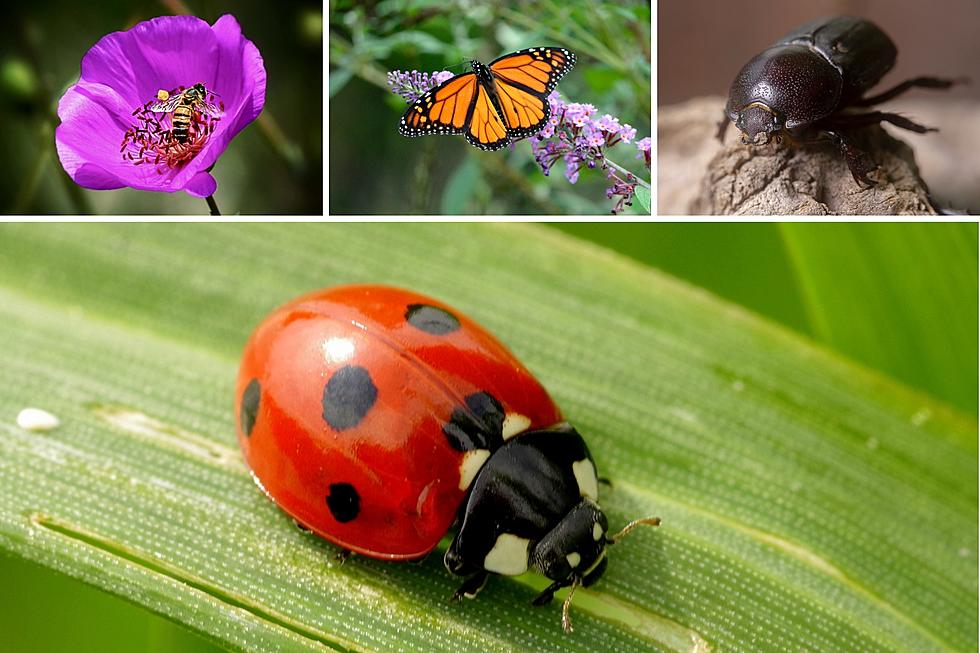 Never Kill These 7 Texas Insects, Here's The Reason Why