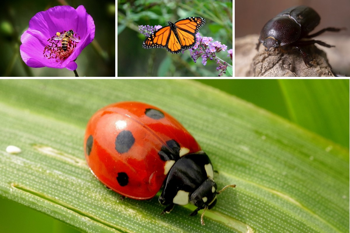 Texas Spring Insects Never Kill These 7 Texas Insects, Here's The Reason Why