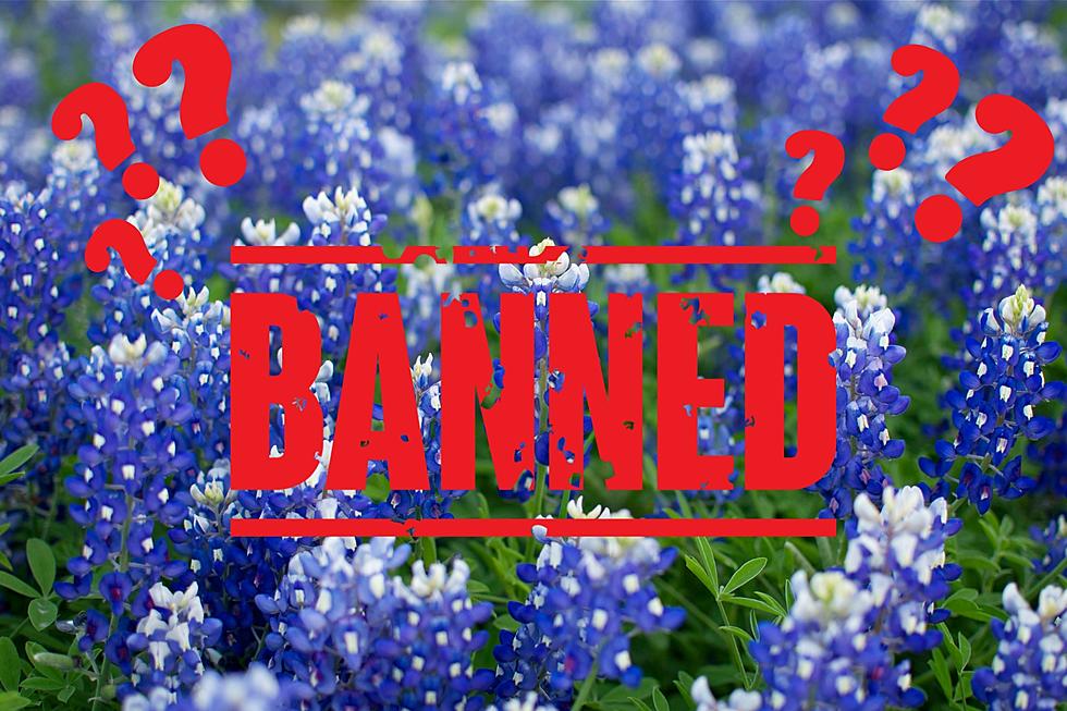 Is It Illegal To Pick Bluebonnets In Texas?