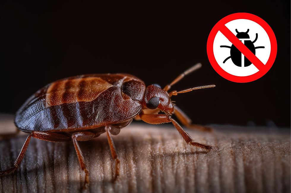 Eww! These 2 Texas Cities Are Crawling With Bedbugs