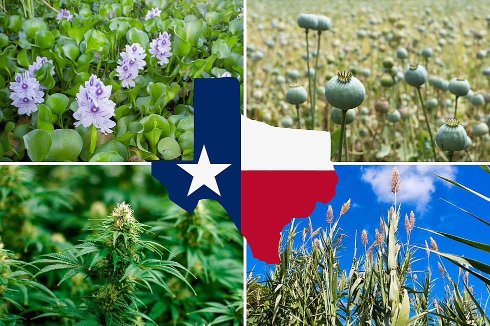 Did You Know These 4 Plants Are Illegal To Grow In Texas?