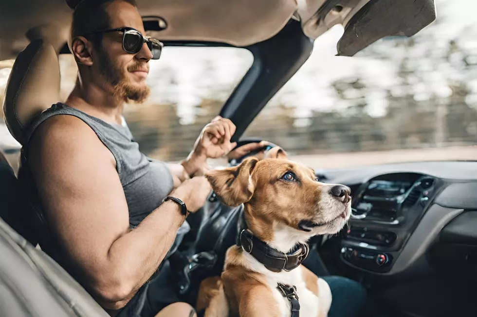 Can I Legally Drive With A Dog In My Lap In Texas?