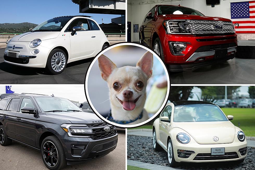 Take A Ride With These 5 Dog Breeds And The Cars They Match