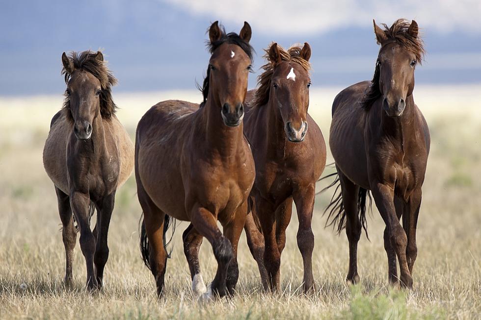 Hooves Of Texas: A Look At The State’s Top 5 Horse Breeds