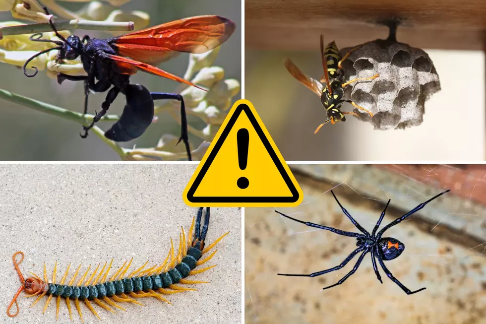 7 Dangerous Insects You Should Avoid At All Costs In Texas
