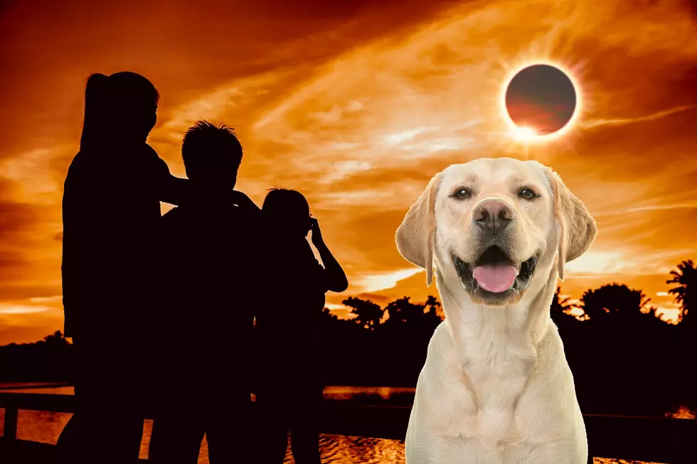 5 Ways To Keep Your Pets Safe During The Solar Eclipse