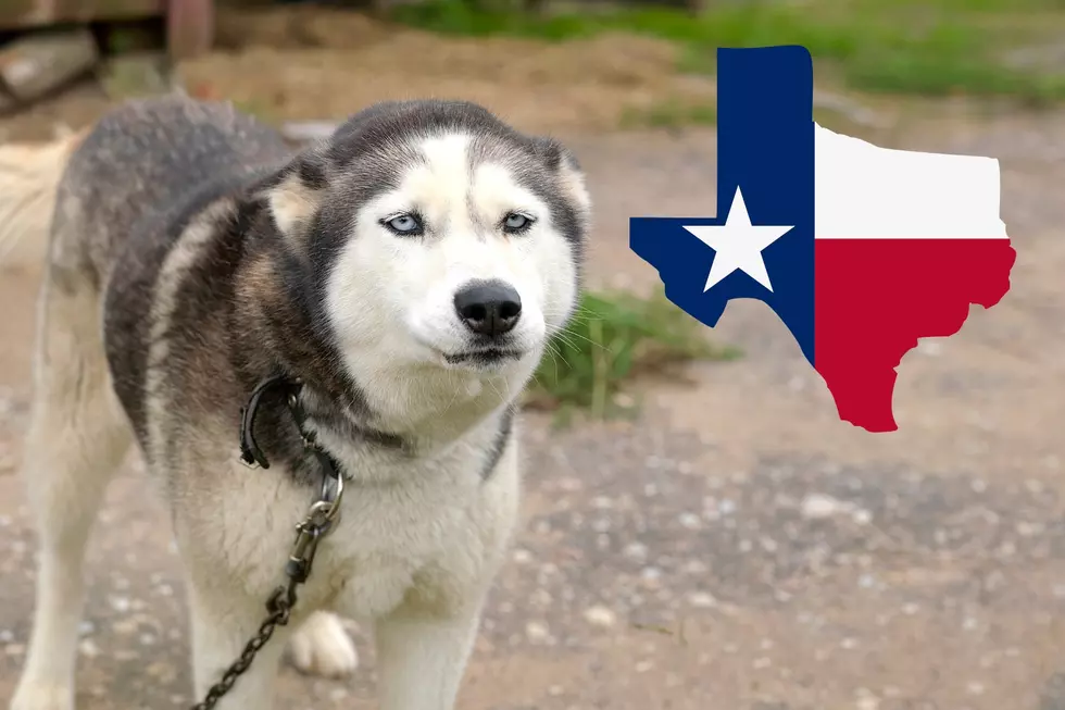 Is It Legal To Chain Up A Dog In Texas?