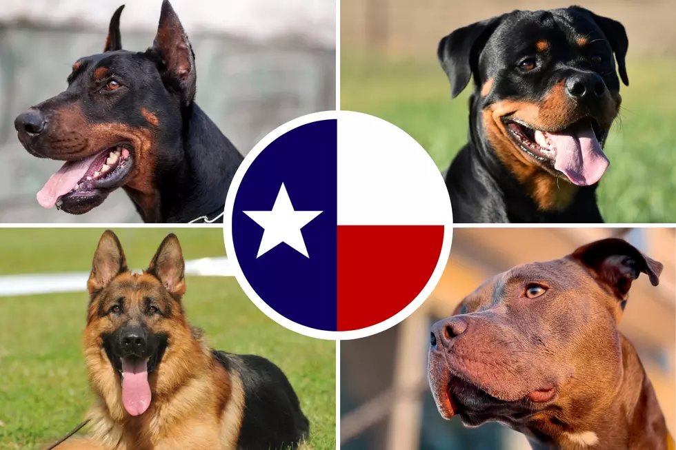 From Bark to Bite: Exploring Texas’ 4 Most Aggressive Dog Breeds