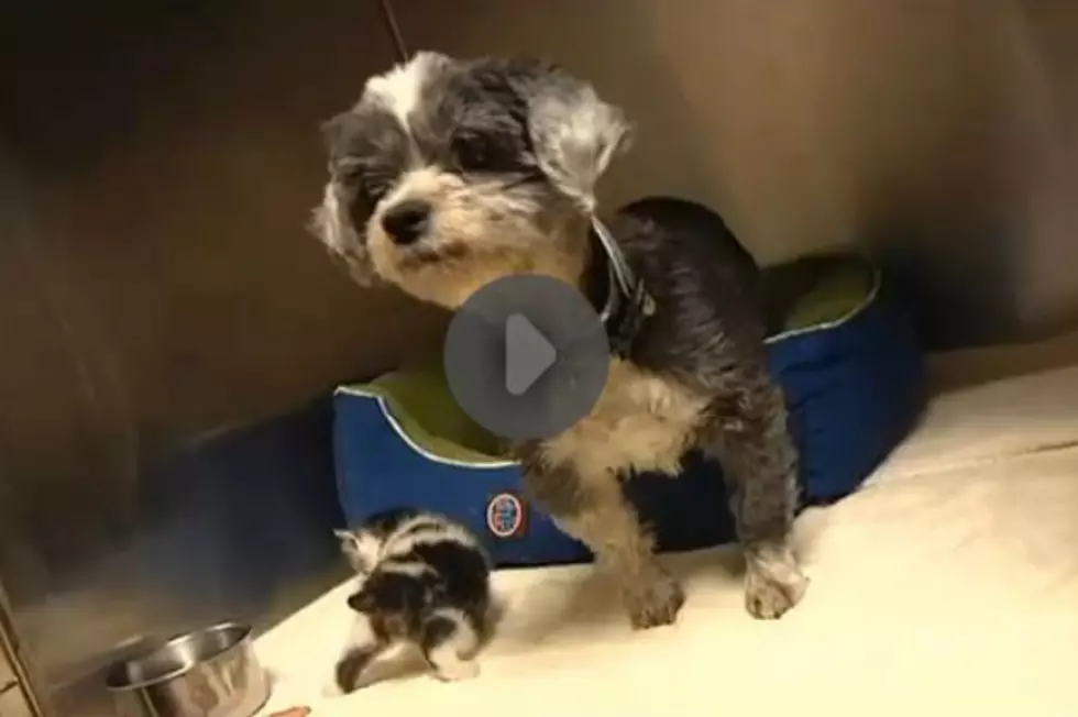 Dog Stuck in Ravine With Kitten Barks Until Help Arrives