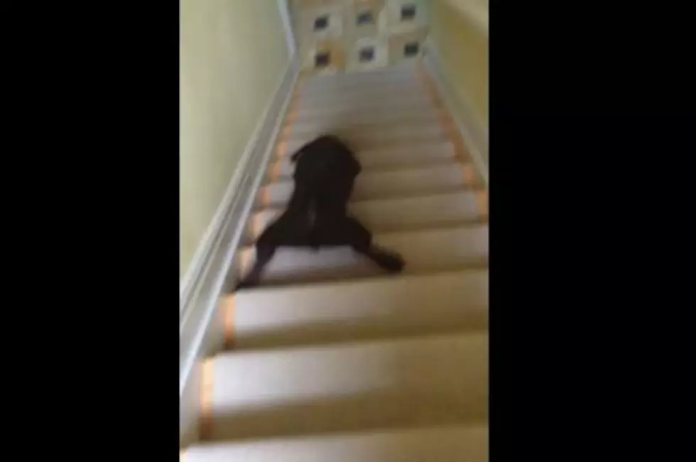 Puppy Finds It’s Easiest to Just Slide Down the Staircase