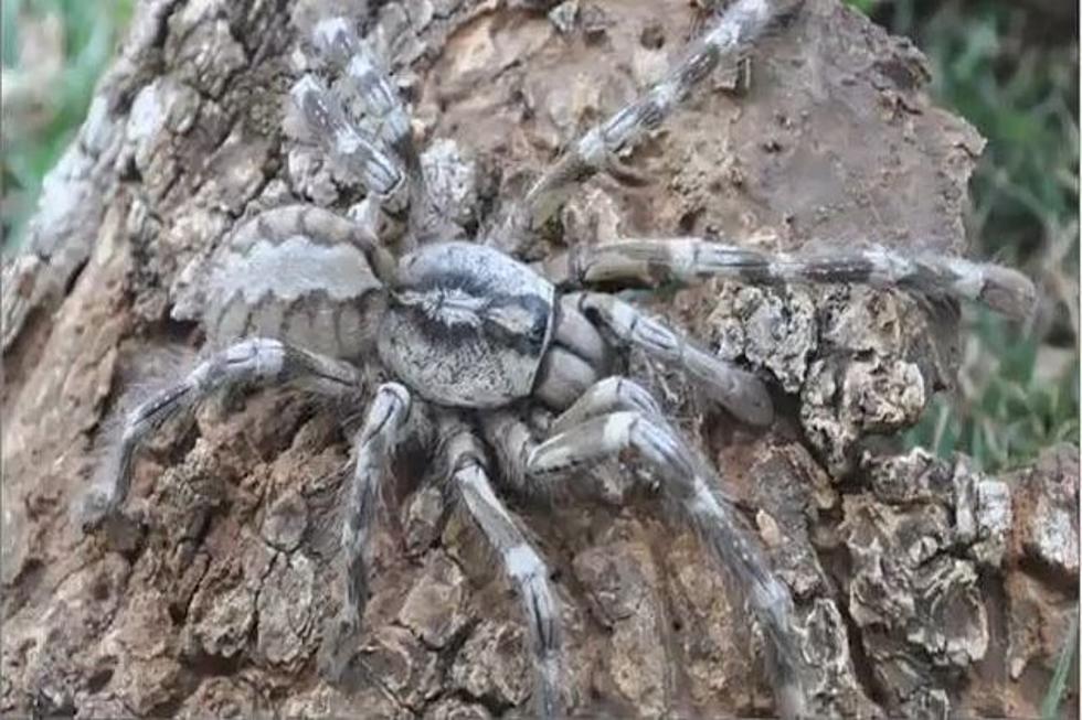 New ‘Tiger Spider’ Tarantula Discovered in Sri Lanka is The Size of Human Face
