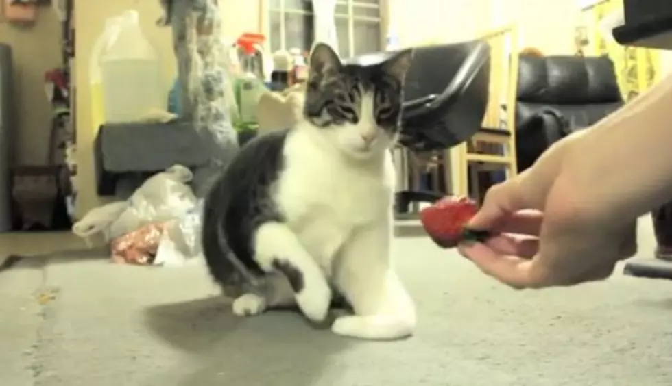 Watch This Hilarious Video of a Cat That Hates Strawberries