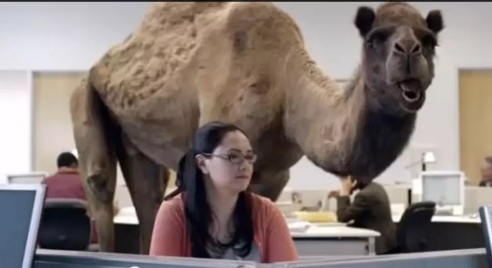 Geico’s Talking Camel ‘Hump Day’ Commercial Gets the Remix Treatment