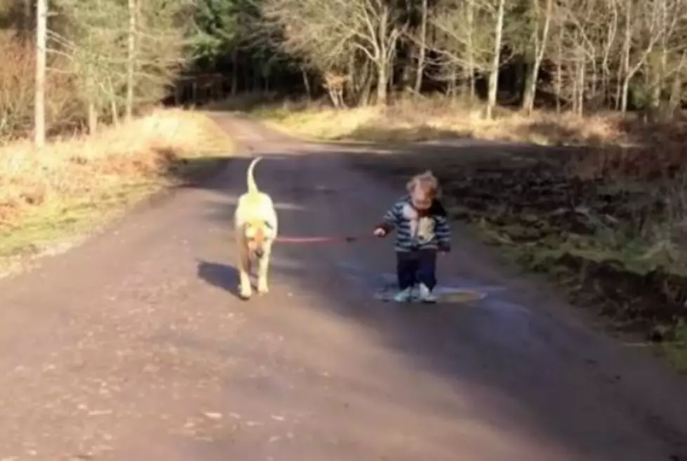 Toddler Walking Dog Gets Distracted by a Puddle in This Cute Video