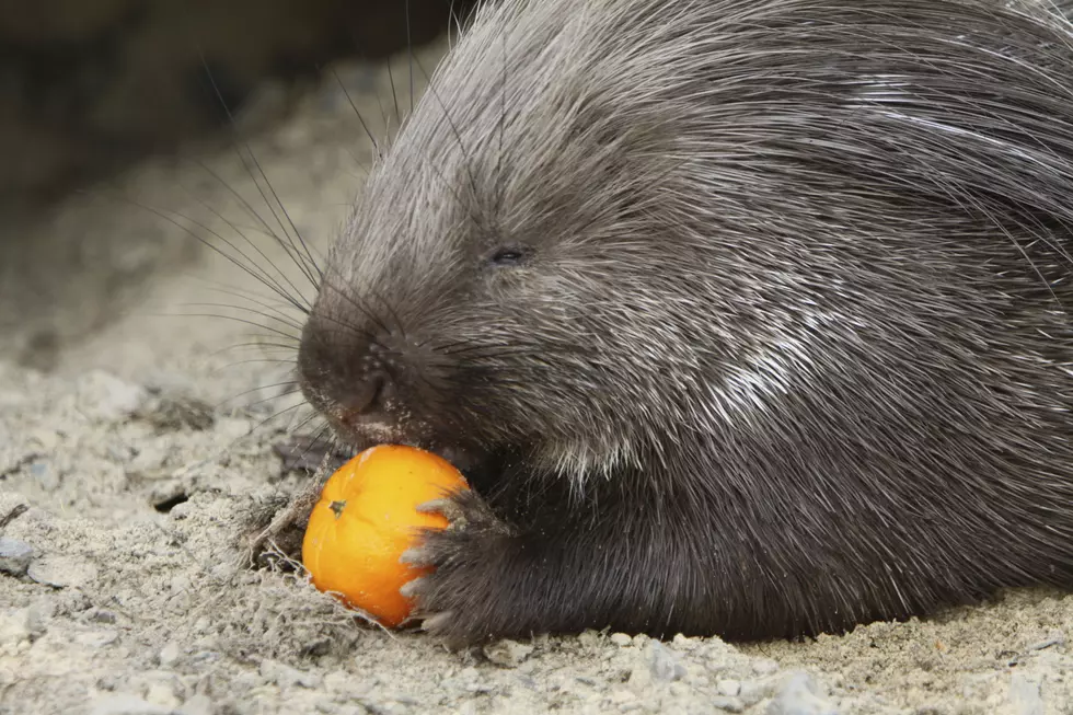 Adorable Porcupine Named Teddy Bear Chatters the Whole Time He’s Devouring a Pumpkin