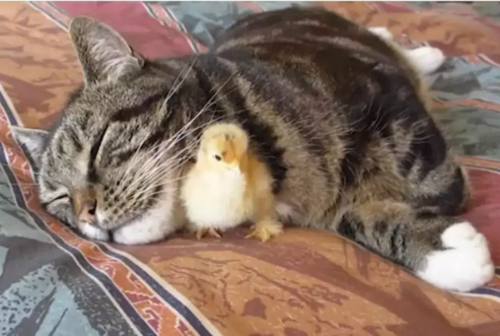 Baby Chick Sleeps Under Cat’s Chin in This Adorable Video of the Day