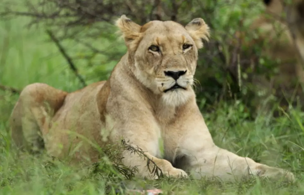 Lioness Has Fun, Loving & Respectful Relationship With Her Two Human Friends