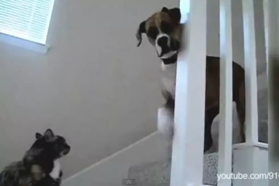 Cats Keep Dogs From Walking By in This Hilarious ‘You Shall Not Pass, Dog’ Video