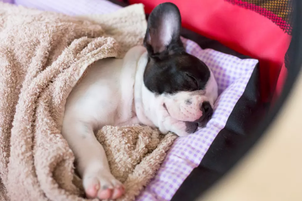 French Bulldog Puppy Isn’t Happy About Having to Go to Bed; Argues With Mom