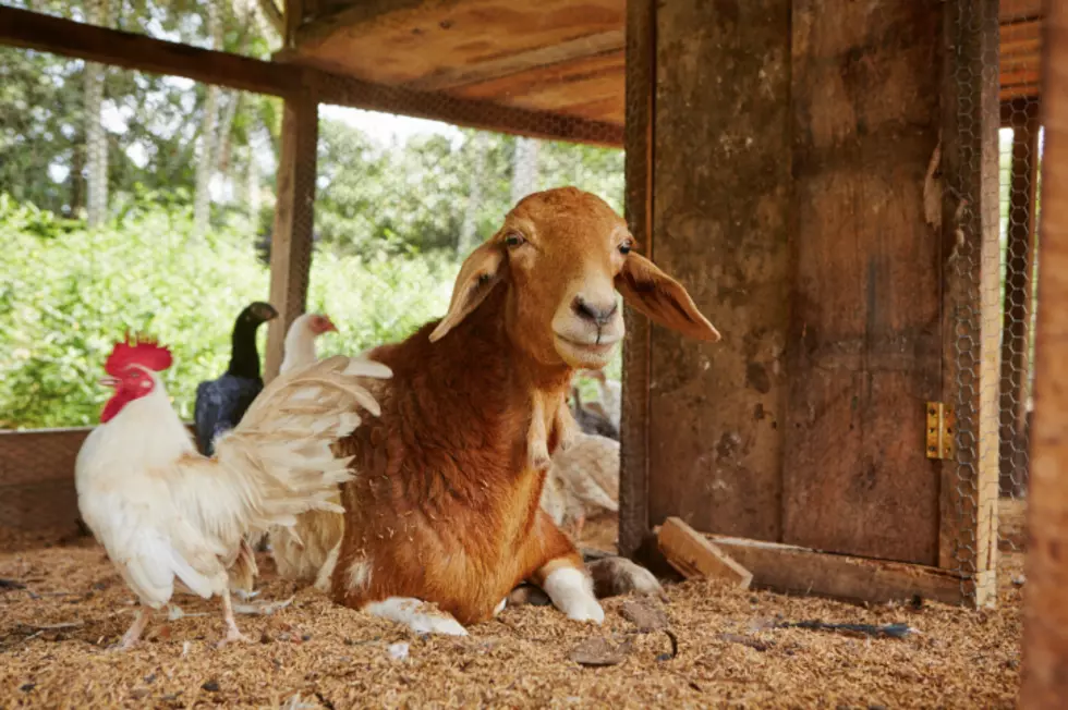 Goat That Sounds Just Like a Chicken Will Leave You Baffled