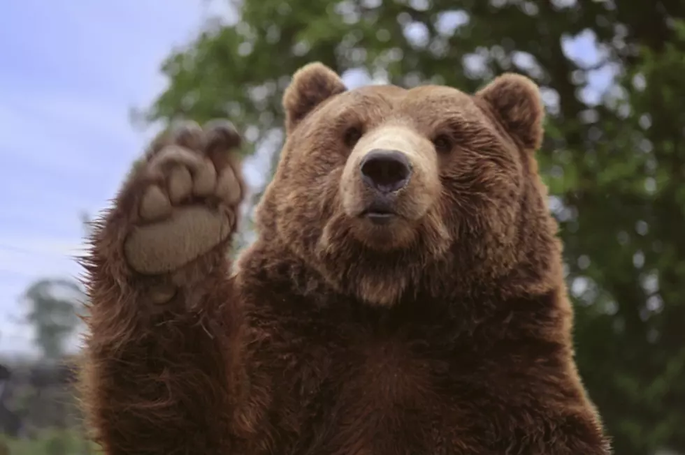 Waving Bear Will Leave You Smiling and Laughing
