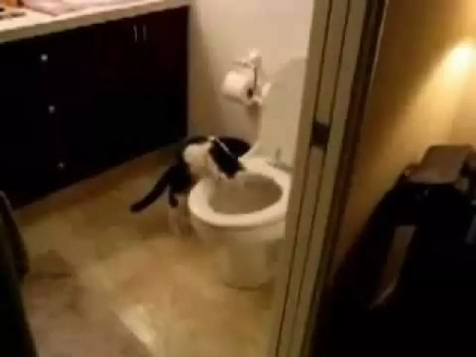 Cat Flushes Toilet for Amusement and Runs Up Family’s Water Bill
