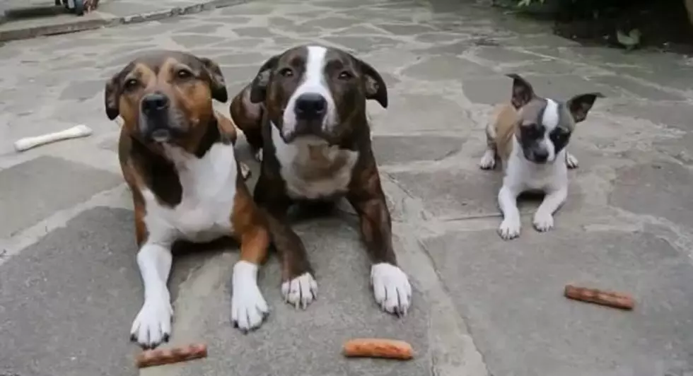 Adorable Smaller Dog Steals Treats from Bigger Dogs