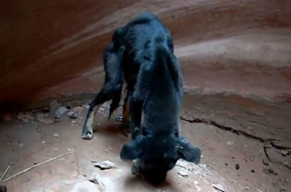 Man Rappelled Down 350 Foot Canyon in Arizona to Rescue Dog in Heartwarming Video