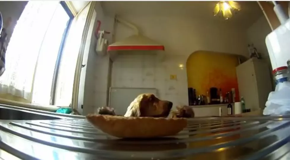 Dog Sneaking Bread Crisp Caught on Hidden Camera