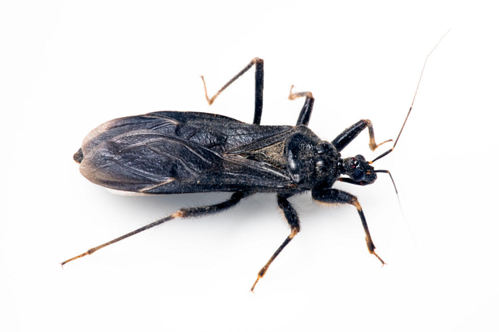 ‘Kissing Bug’ Brings Deadly Chagas Disease to Texas