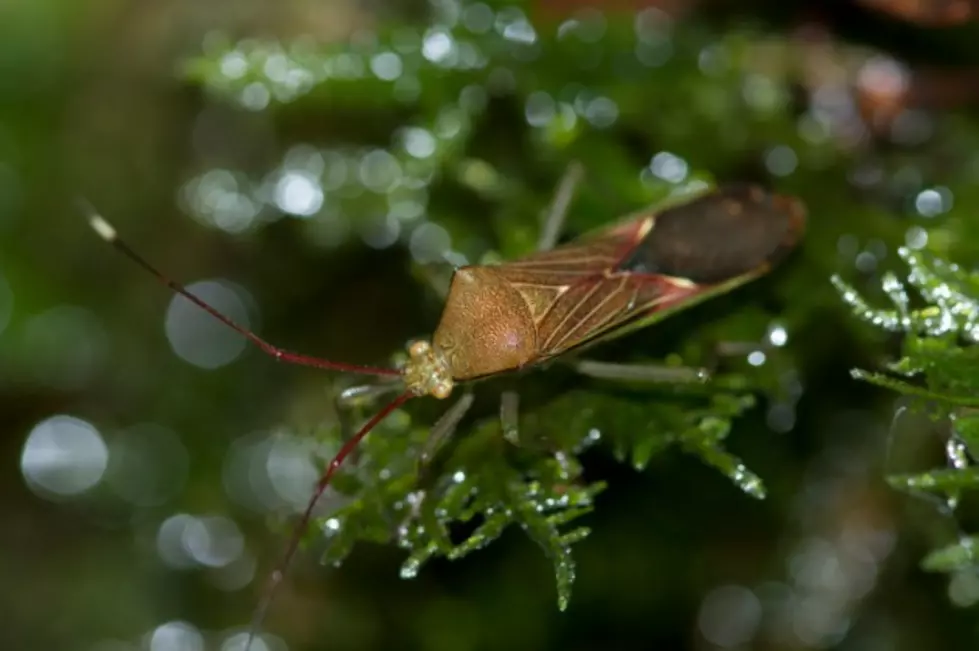 &#8216;Kissing Bug&#8217; Brings Deadly Chagas Disease to Texas