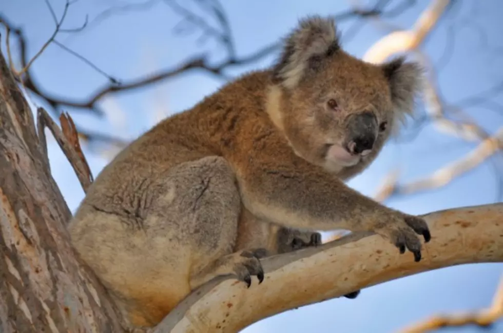 Australian Koalas in Need of Mittens Due to Recent Wildfires