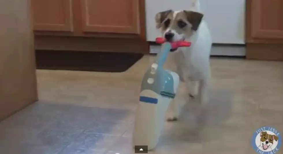 Jesse the Jack Russell Performs Household Tasks Better Than Most Humans