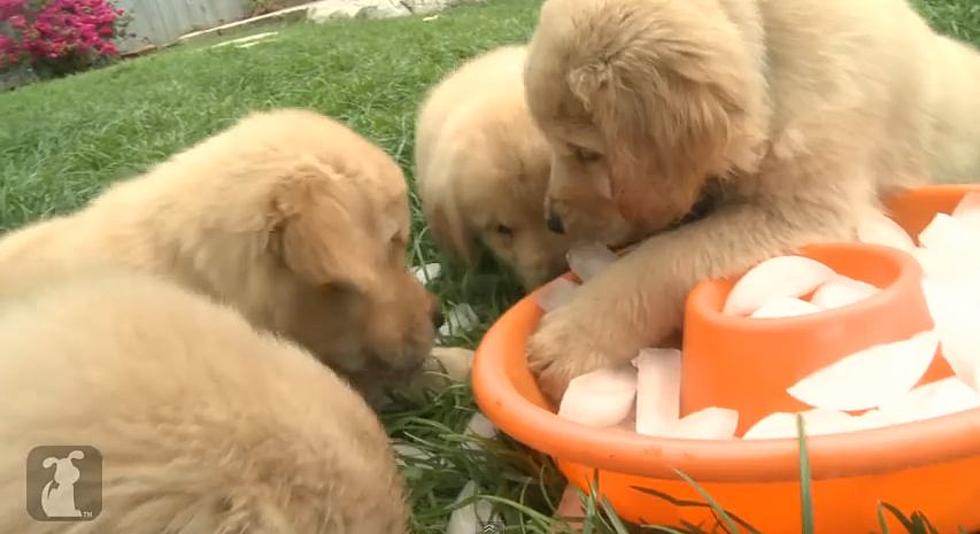 Adorable Puppies Discover How Much Fun a Bowl of Ice Cubes Can Be