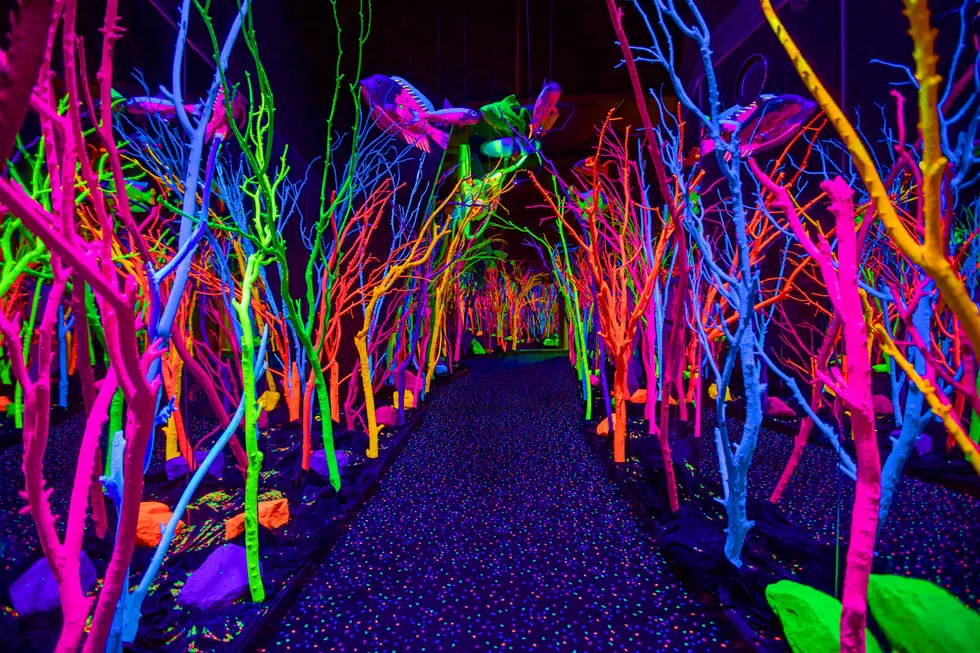 Meow Wolf Brings Immersive, Mind-Blowing Experiences To Texas