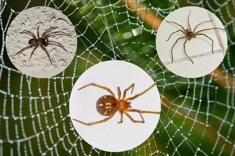 8 Amazing Spiders That You&#8217;ll Find in Texas