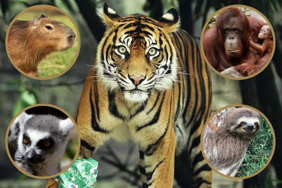 Exotic Animals That Are Legal to Own in Texas