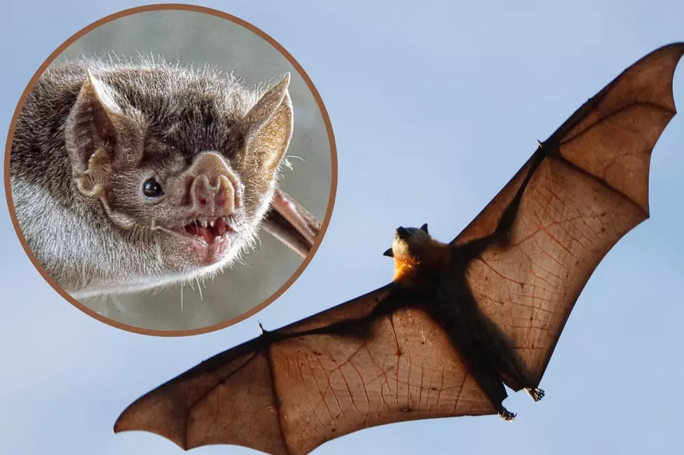Top 10 Species of Bats Living Right Here in Texas