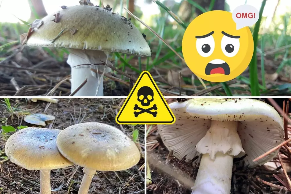 Be Careful What You Eat – One of the Most Poisonous Mushrooms Grows in Texas