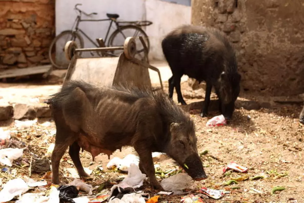 Texas Hogs Gone Wild! [VIDEO]