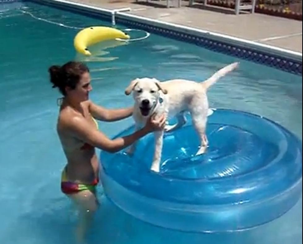 Helping Your Pet Survive The Heat [VIDEO]
