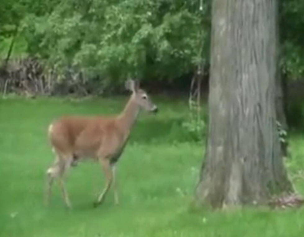 Proof That Deer Don’t Like Dogs [VIDEO]