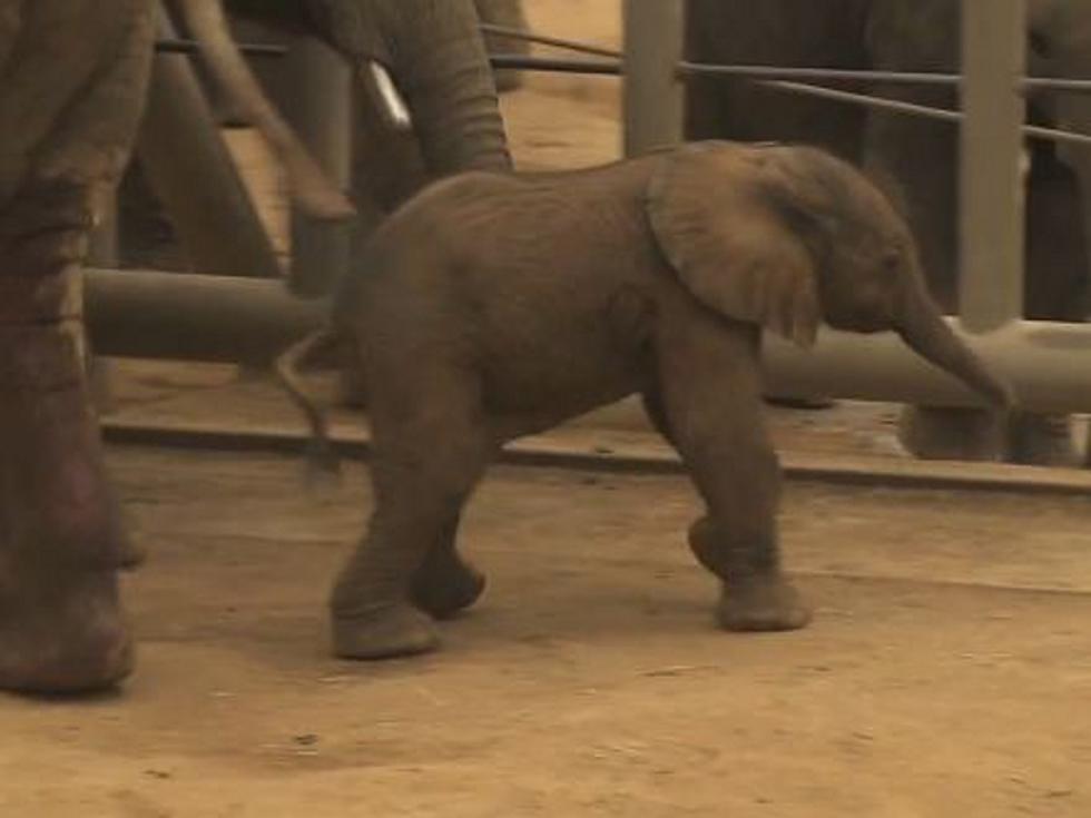 Adorable Baby Elephant Born at the San Diego Zoo [VIDEO]