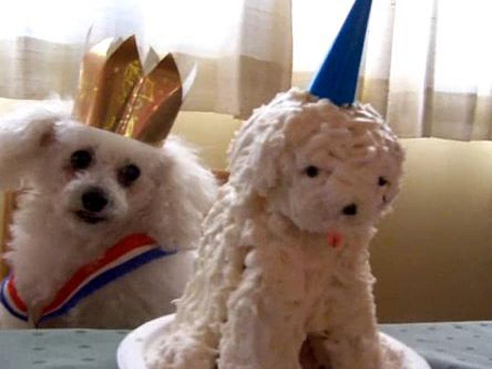 Poodle Reluctant To Eat Birthday Cake Molded In His Likeness [VIDEO]
