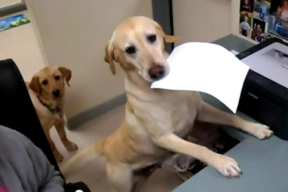 Dog Receptionist Lends a Hand at Vet&#8217;s Office [VIDEO]